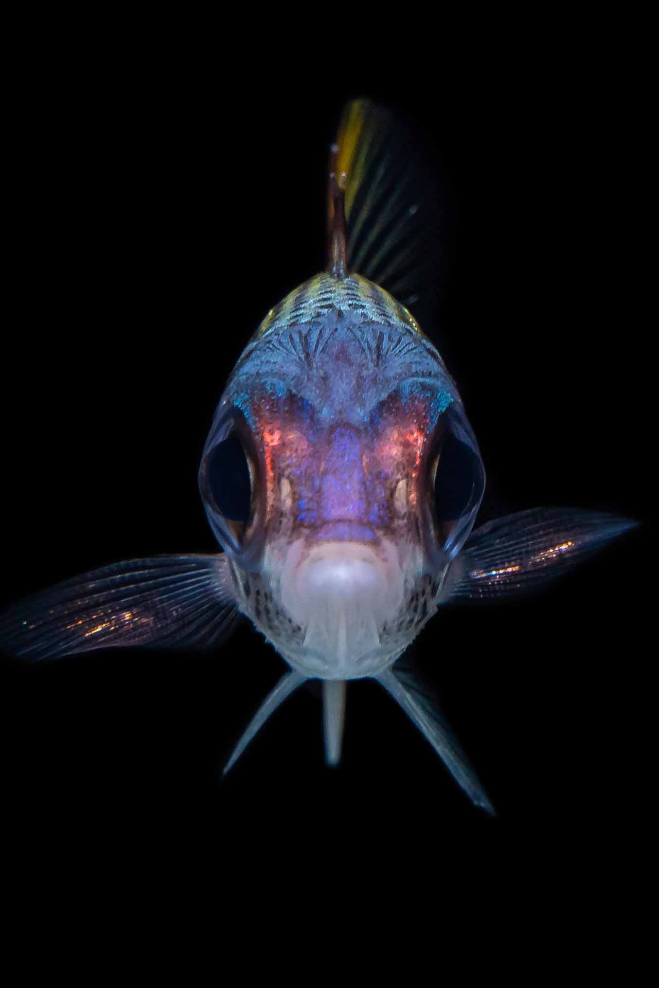 The retina of these fish contain between six and 17 banks of highly sensitive rod photoreceptor cells, possibly allowing them to see colour in the dark. Image: Valerio Tettamanti