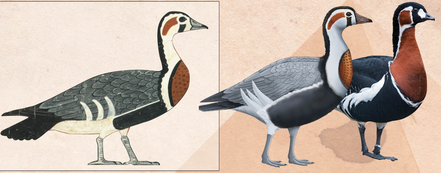 Ancient goose depiction, photo CK Wilkinson, life reconstruction, A. Romilio, and modern species, photo Tambako the Jaguar.