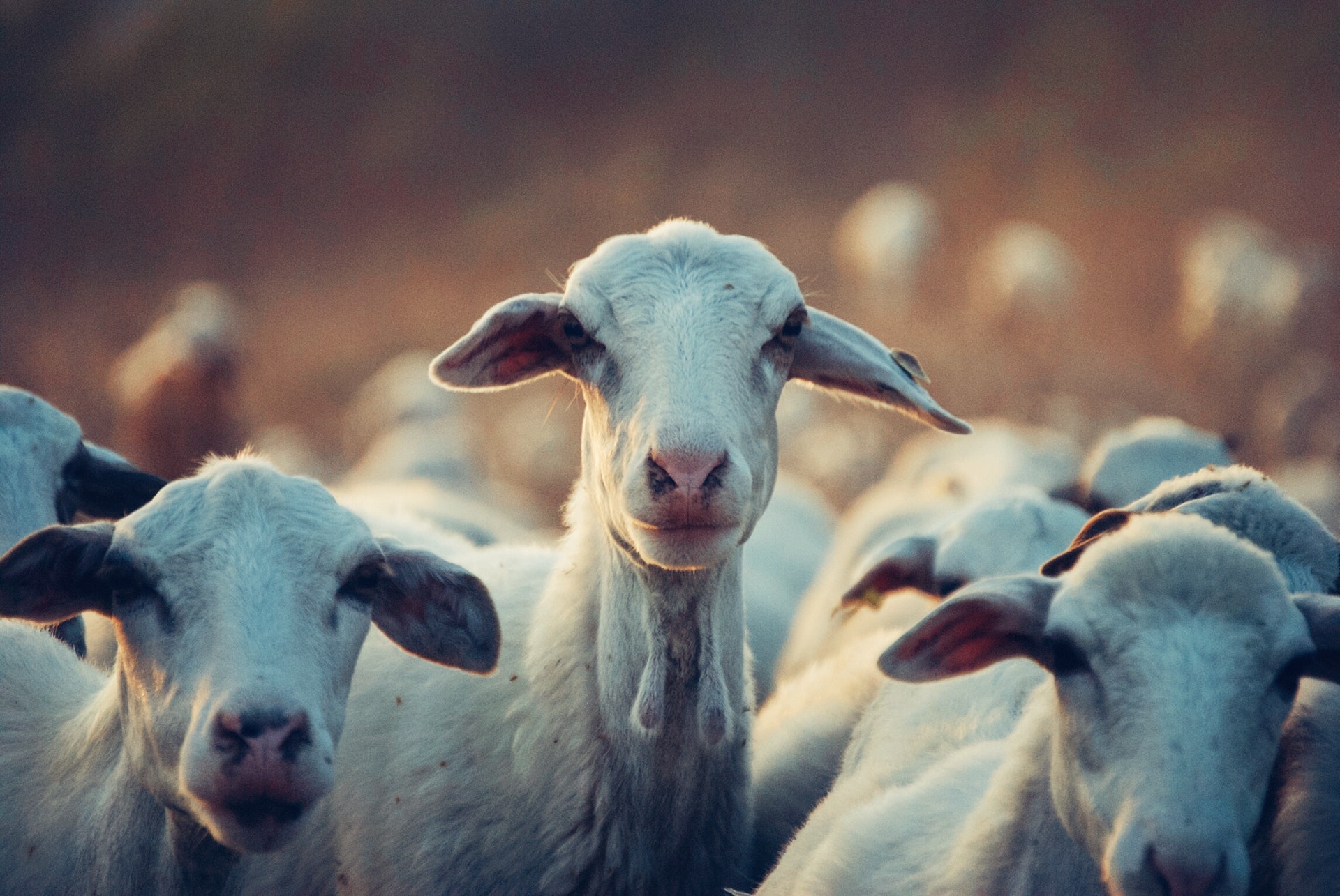 Pandemic protection: 'animal-disease detectives' safeguarding health - UQ News - The University of Queensland, Australia Pandemic protection: 'animal-disease detectives' safeguarding health - UQ News - The University of Queensland, Australia