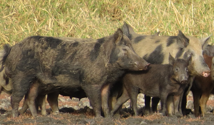 By uprooting carbon trapped in soil, wild pigs are releasing around 4.9 million metric tonnes of carbon dioxide annually across the globe, the equival