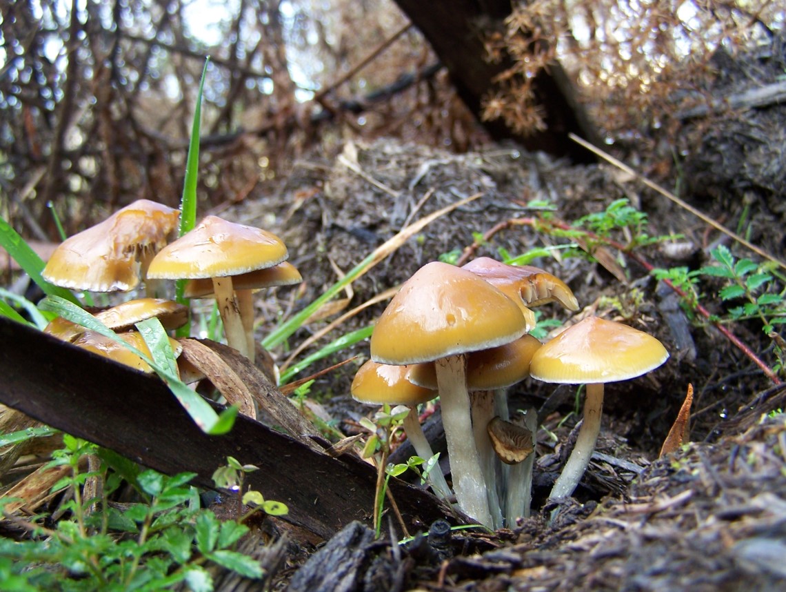 Psilocybin Mushrooms as Spiritual Allies