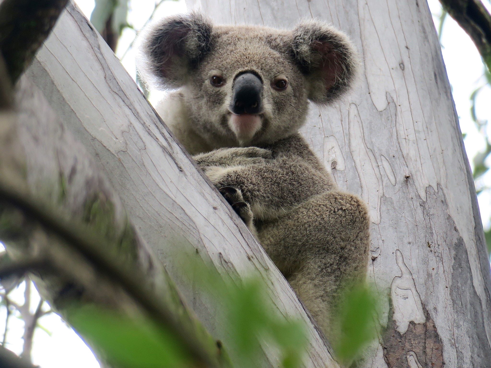 Important discovery could help extinguish disease threat to koalas - UQ  News - The University of Queensland, Australia