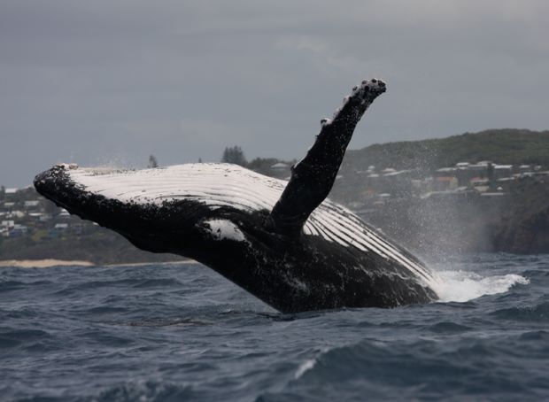 Singing humpback whales respond to wind noise, but not boats