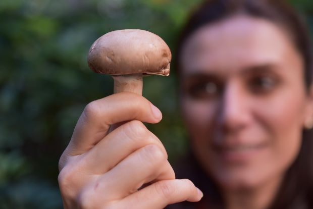 Biodegradable bags to revolutionise mushroom farming