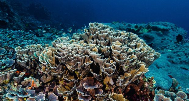 Deep parts of Great Barrier Reef ‘insulated’ from global warming – for ...