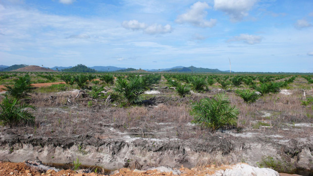 Oil palm plantations are a particularly lucrative land use option in Borneo