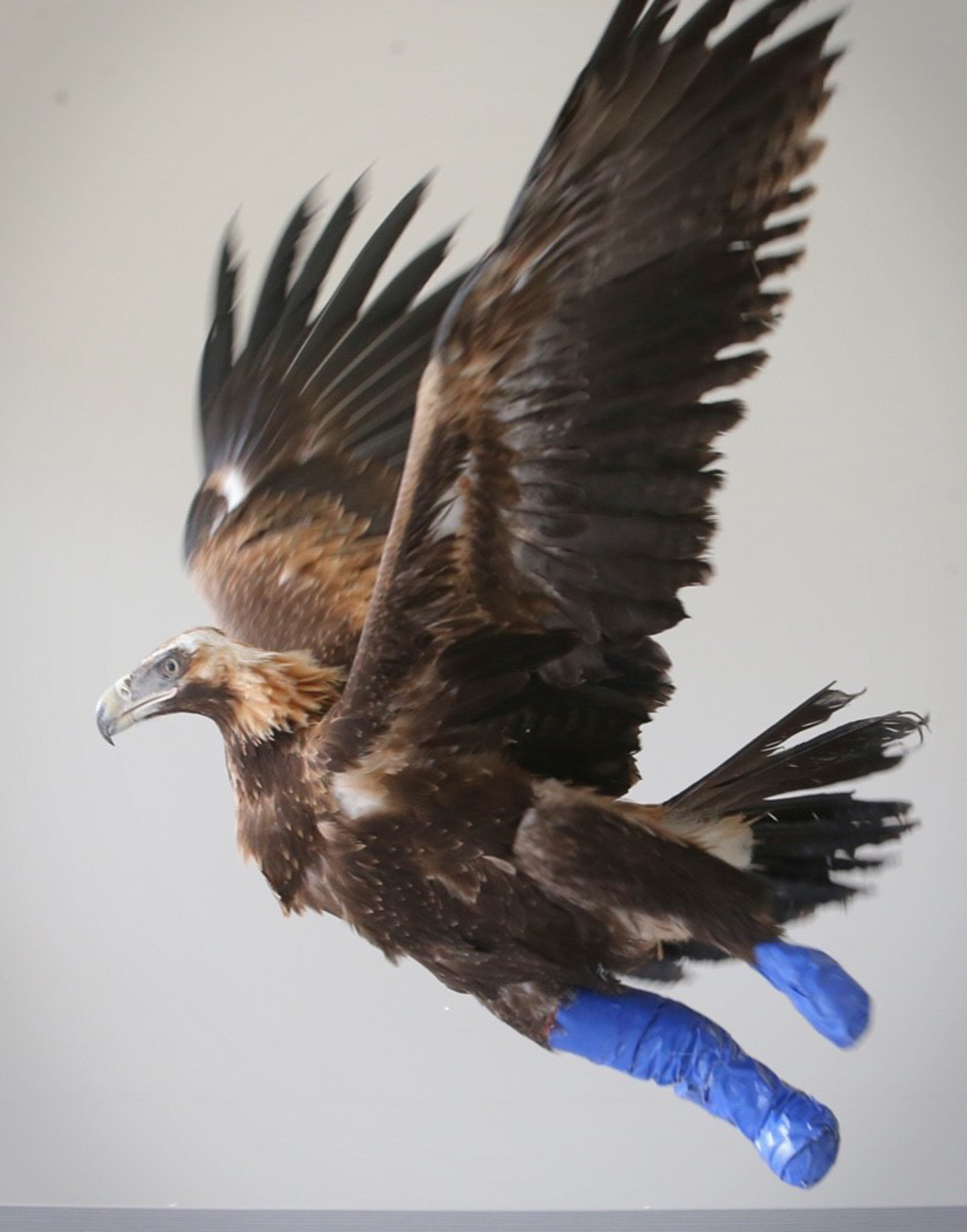 Eva is learning to fly again. Photo: Jamie Hanson, The Courier-Mail