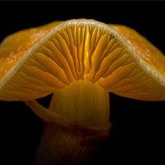 A Psilocybe cubensis, also known as a golden top. Image: Paul Vallier