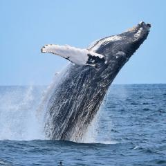 Humpback whale