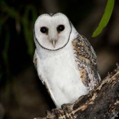 Australian masked owl