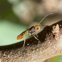 Braconid wasp