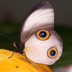 Torres Strait Island butterfly