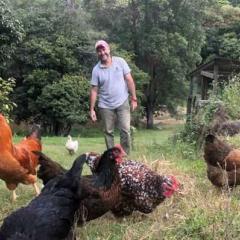 Professor Eugeni Roura with his chickens