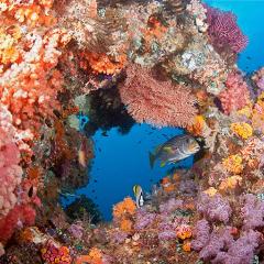 Coral and fish on the reef