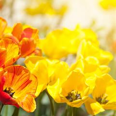 Yellow daffodils in the sun