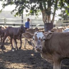 Cattle in a paddock