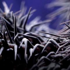 Crown-of-thorn starfish