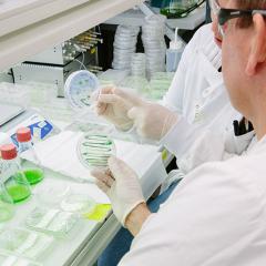 Scientists studying petri dishes