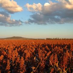 Field of crops