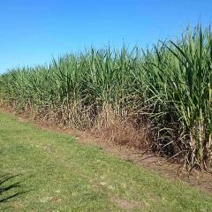 Crop field