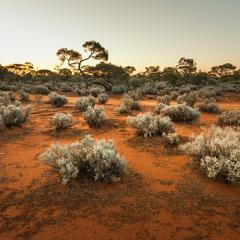 Image of red sand and arid plants in Australian outback