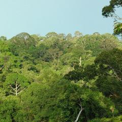 Forest tree tops