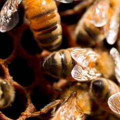 Bees on their hive