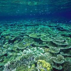 Coral under water on the Great Barrier Reff