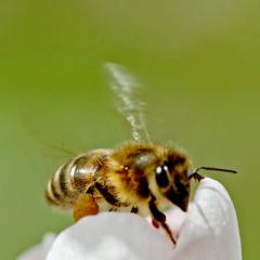 A bee landing on a flower