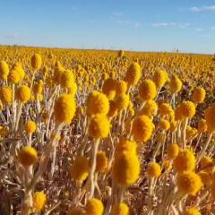 Field of dry crops