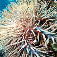 A crown-of-thorns starfish under water