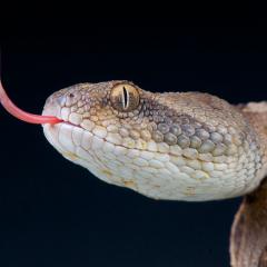 Venomous snake poking it's tongue out