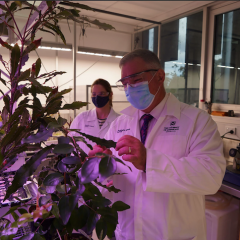 Queensland Minister for Resources Scott Stewart looking at a plant in the SMI laboratory