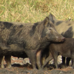 Feral pigs. Image: Fitzroy Basin Association