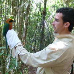 UQ's Dr Pablo Negret cradling a rufous motmot