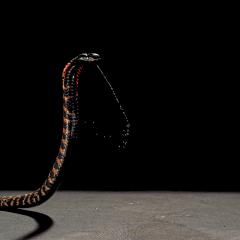 Fangs of cobras are adapted to spray venom as far as 2.5 metres. Credit: The Trustees of the Natural History Museum, London and Callum Mair