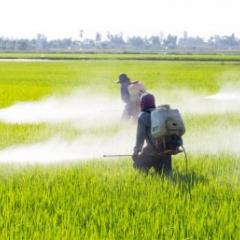 Pesticide being sprayed by people in a green field. 