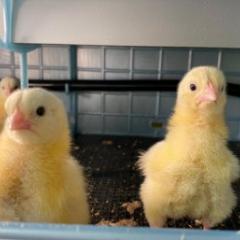 Baby chickens known as chicks