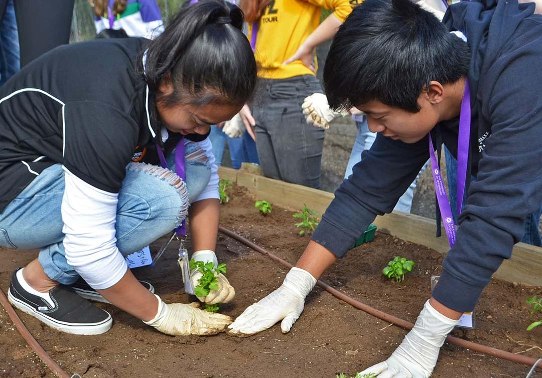两个戴手套的学生在土壤中种植草药。 