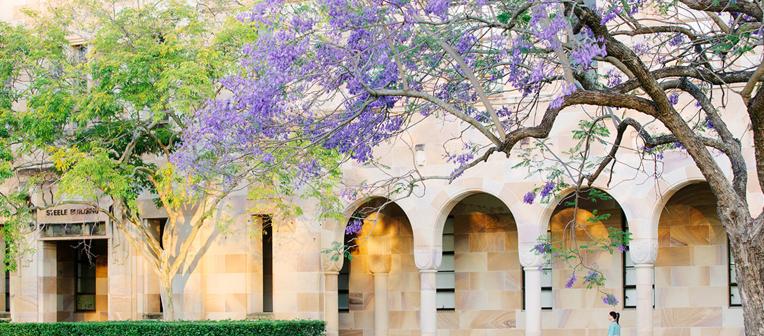 Jacaranda's hanging in the Great Court