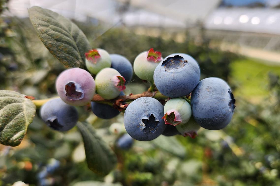 A bunch of blueberries 