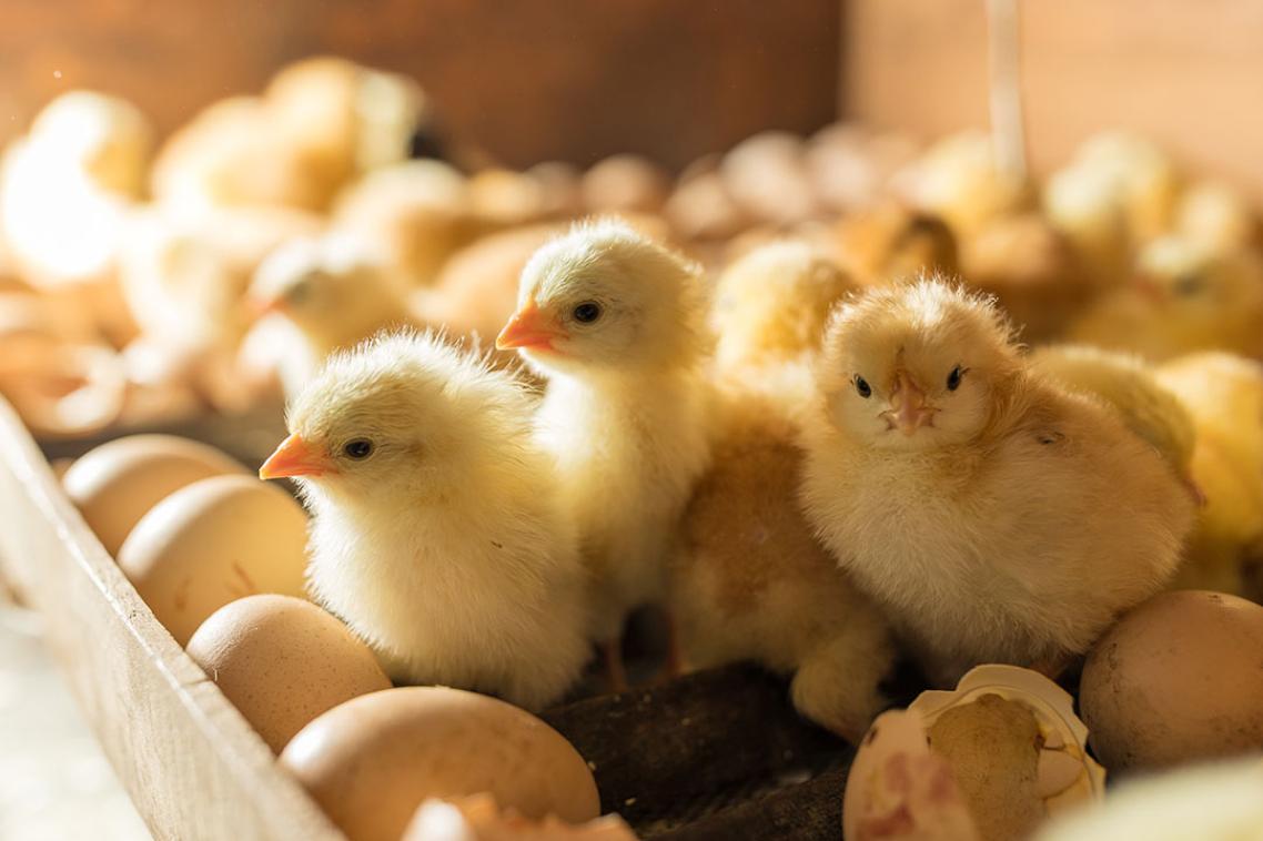 A group of yellow chicks in a pen 