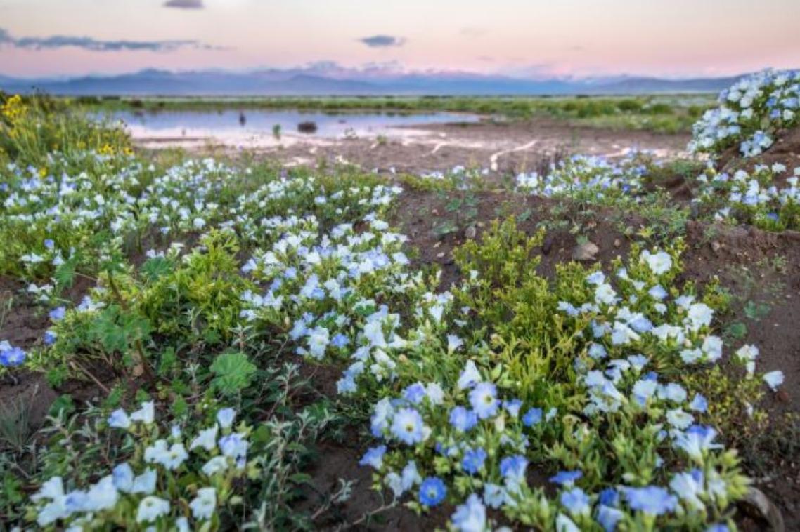 A flourishing bunch of flowers on the side of a swamp 