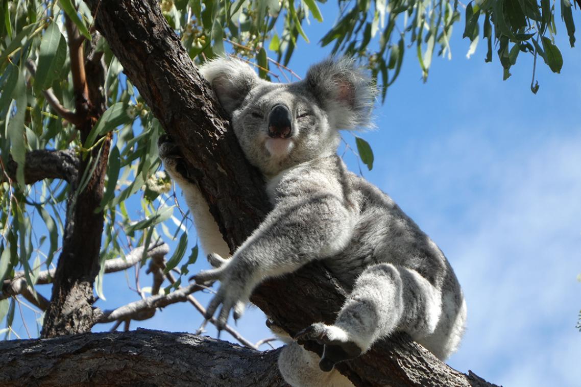 A koala in a tree