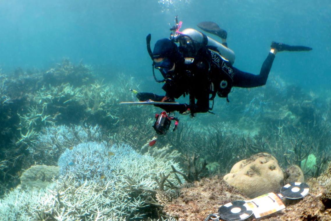Scuba diver diving near coral