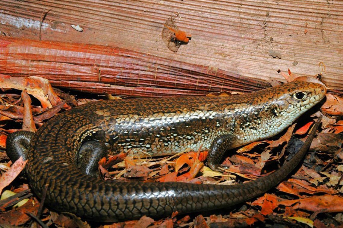 A large scaly skink on a leafy ground