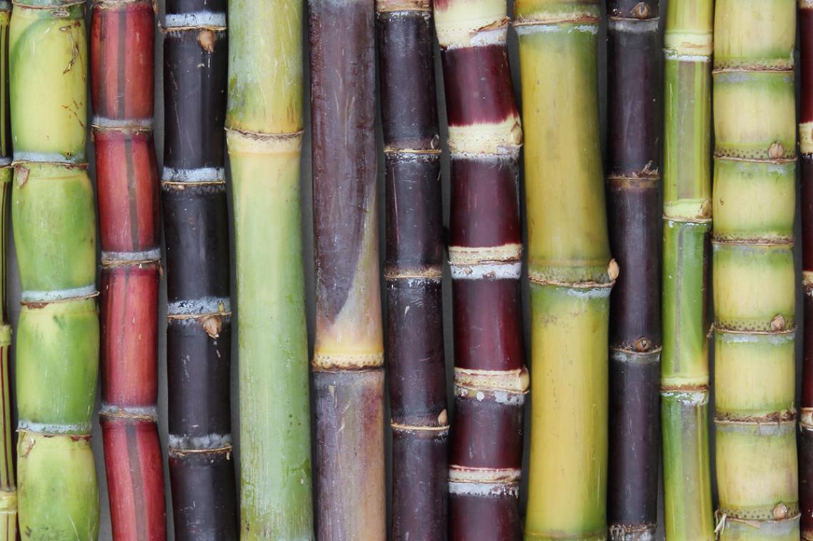 A row of sugar cane sticks.