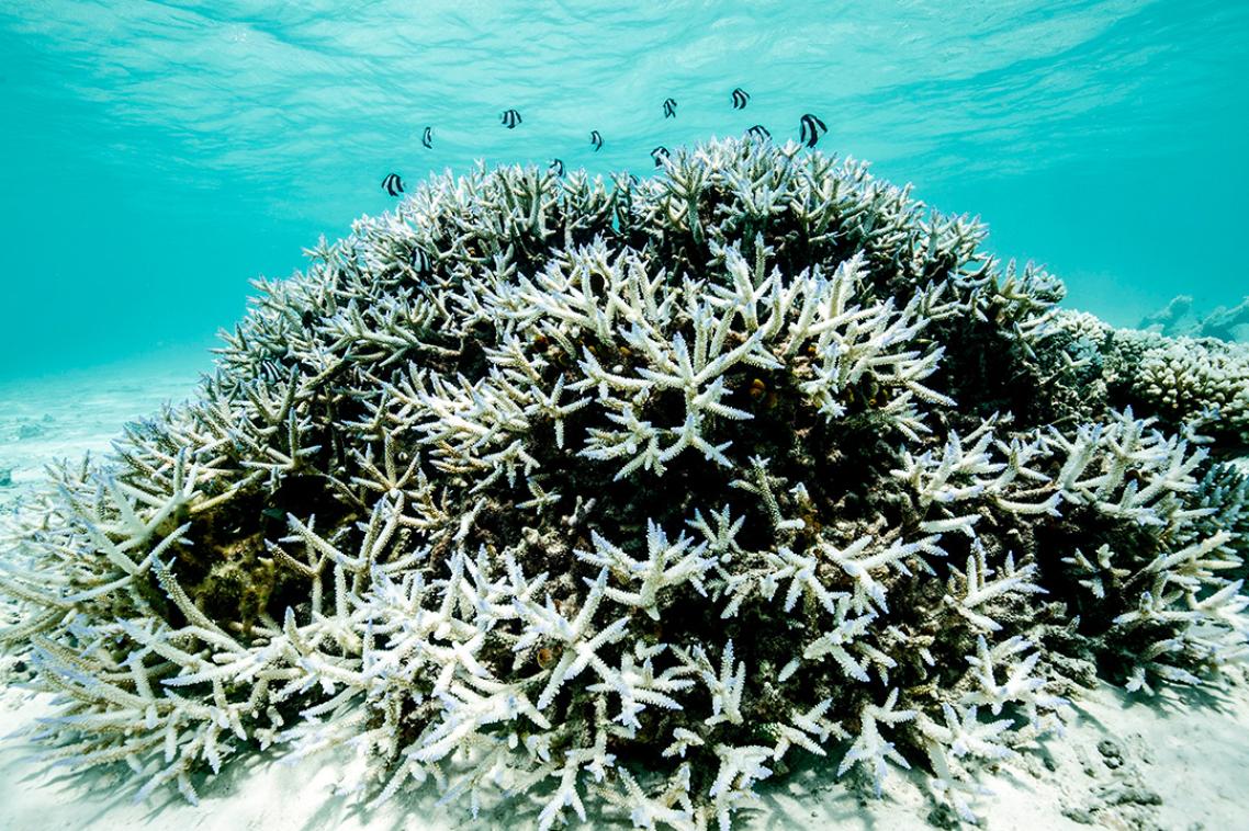 Bleached coral seen under the water at the Great Barrier Reef.